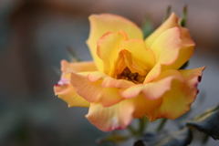 My Rose Garden48