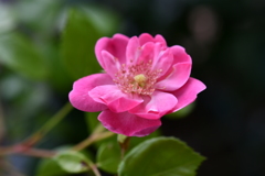 My Rose Garden56