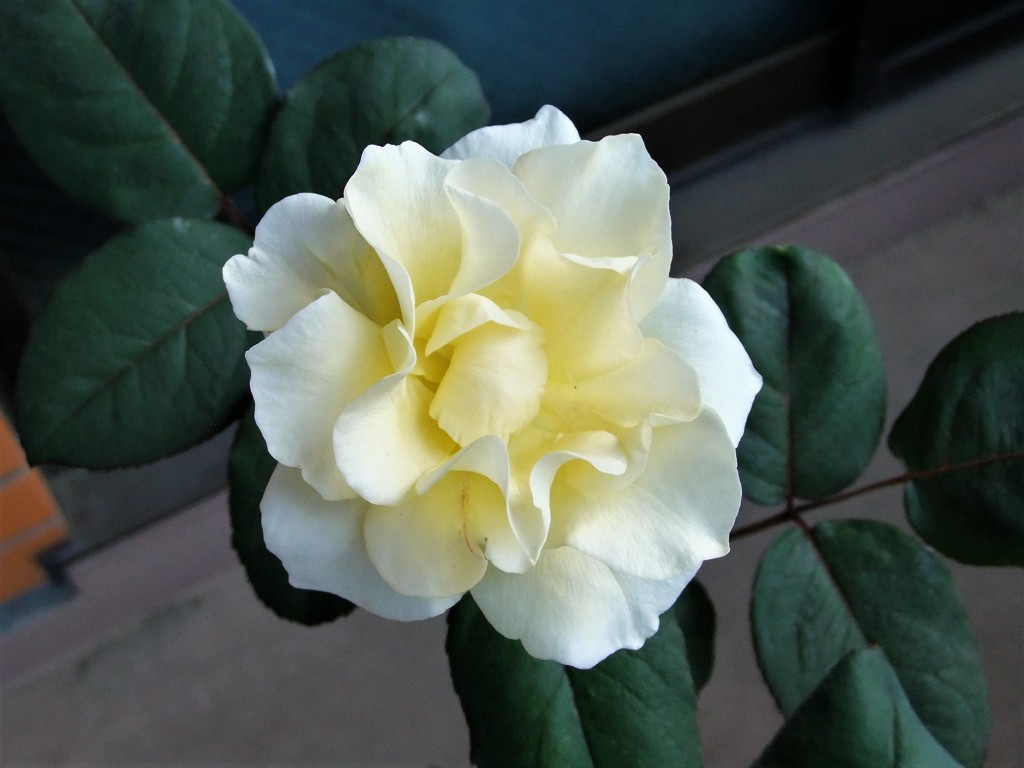 My Rose Garden8