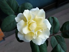 My Rose Garden8