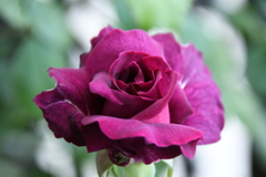 My Rose Garden169