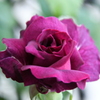 My Rose Garden169