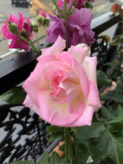 My Rose Garden142