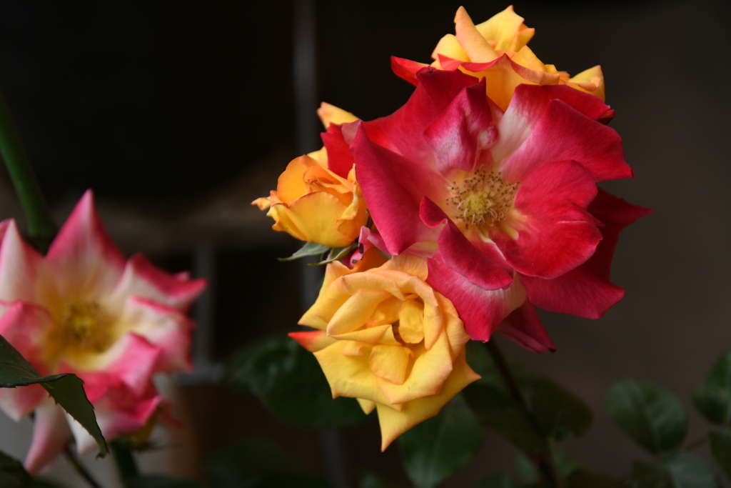 My Rose Garden137