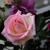My Rose Garden147