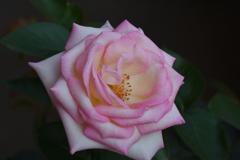 My Rose Garden15