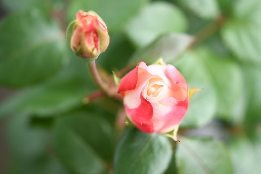 My Rose Garden64