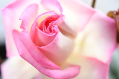 My Rose Garden59