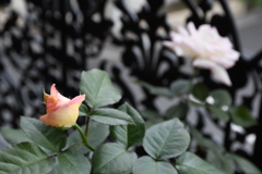My Rose Garden25