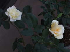 My Rose Garden12