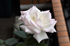 My Rose Garden24