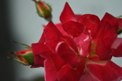 My Rose Garden109