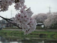 花・花・花１