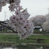 花・花・花１