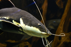 さいたま水族館４