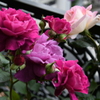 My Rose Garden148