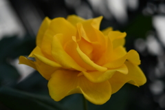 My Rose Garden93