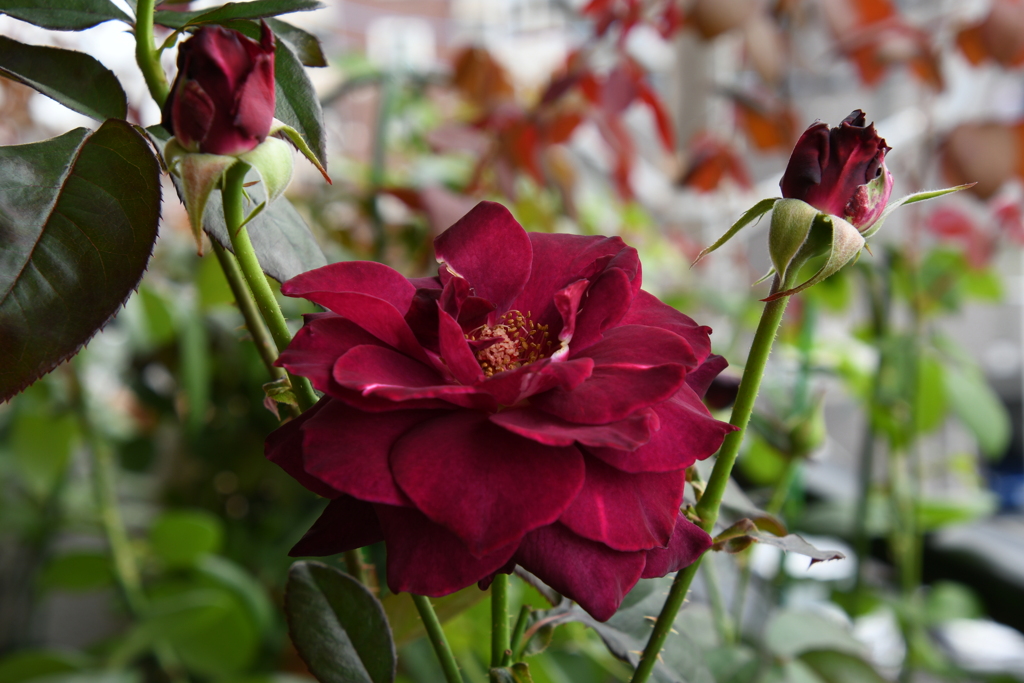 My Rose Garden163