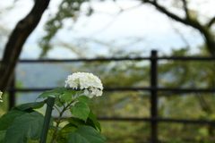 栃木（県南）巡り３