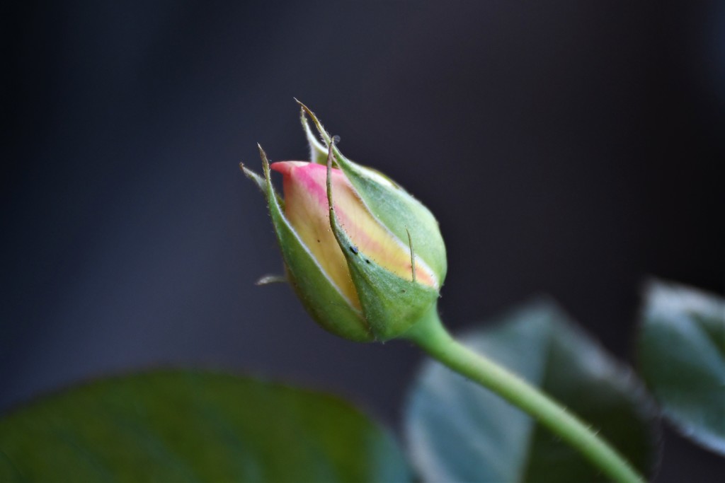 My Rose Garden20