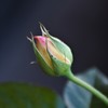 My Rose Garden20
