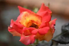 My Rose Garden49