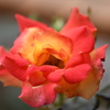 My Rose Garden49