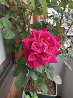 My Rose Garden138
