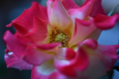 My Rose Garden69