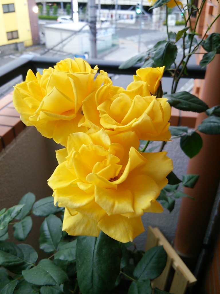 My Rose Garden53