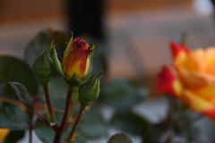 My Rose Garden81