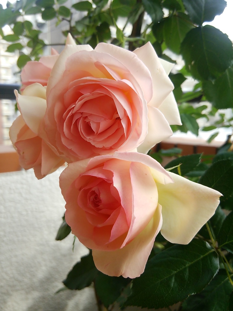 My Rose Garden54