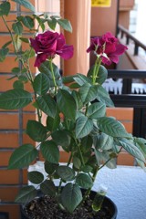 My Rose Garden31