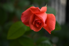 My Rose Garden150
