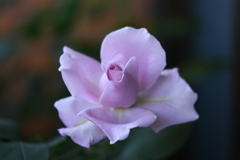My Rose Garden88