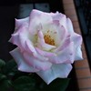 My Rose Garden19