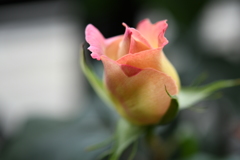 My Rose Garden63