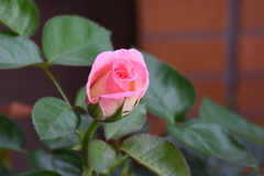 My Rose Garden13