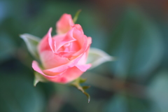 My Rose Garden68