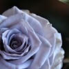 My Rose Garden124