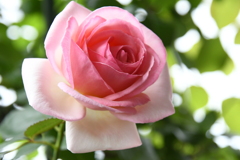 My Rose Garden166