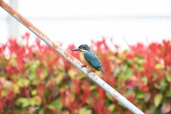 さいたま水族館８