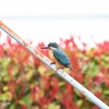 さいたま水族館８