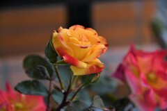 My Rose Garden80
