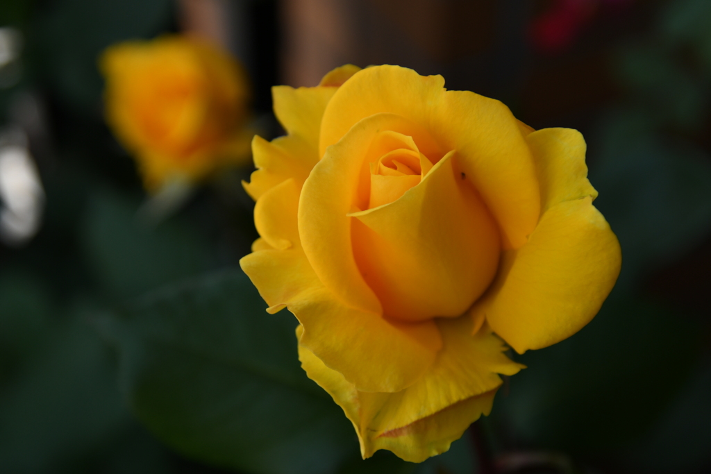 My Rose Garden134