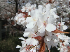 職場の花壇３