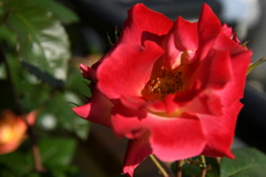 My Rose Garden128