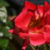 My Rose Garden128