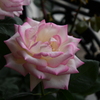 My Rose Garden161