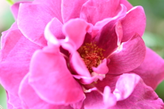 My Rose Garden72